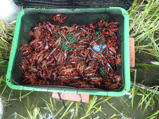 ザリガニ駆除とウシガエルの卵駆除の様子