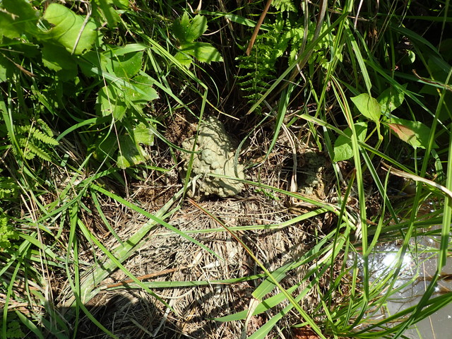 ウシガエルの卵 アメリカザリガニの巣穴の様子